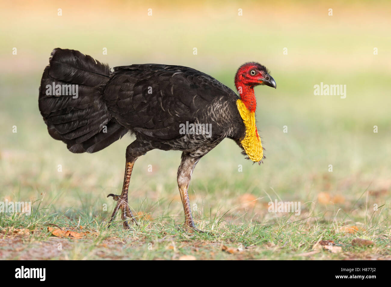 Australian Brush Turkey (Alectura lathami) male, Queensland, Australia