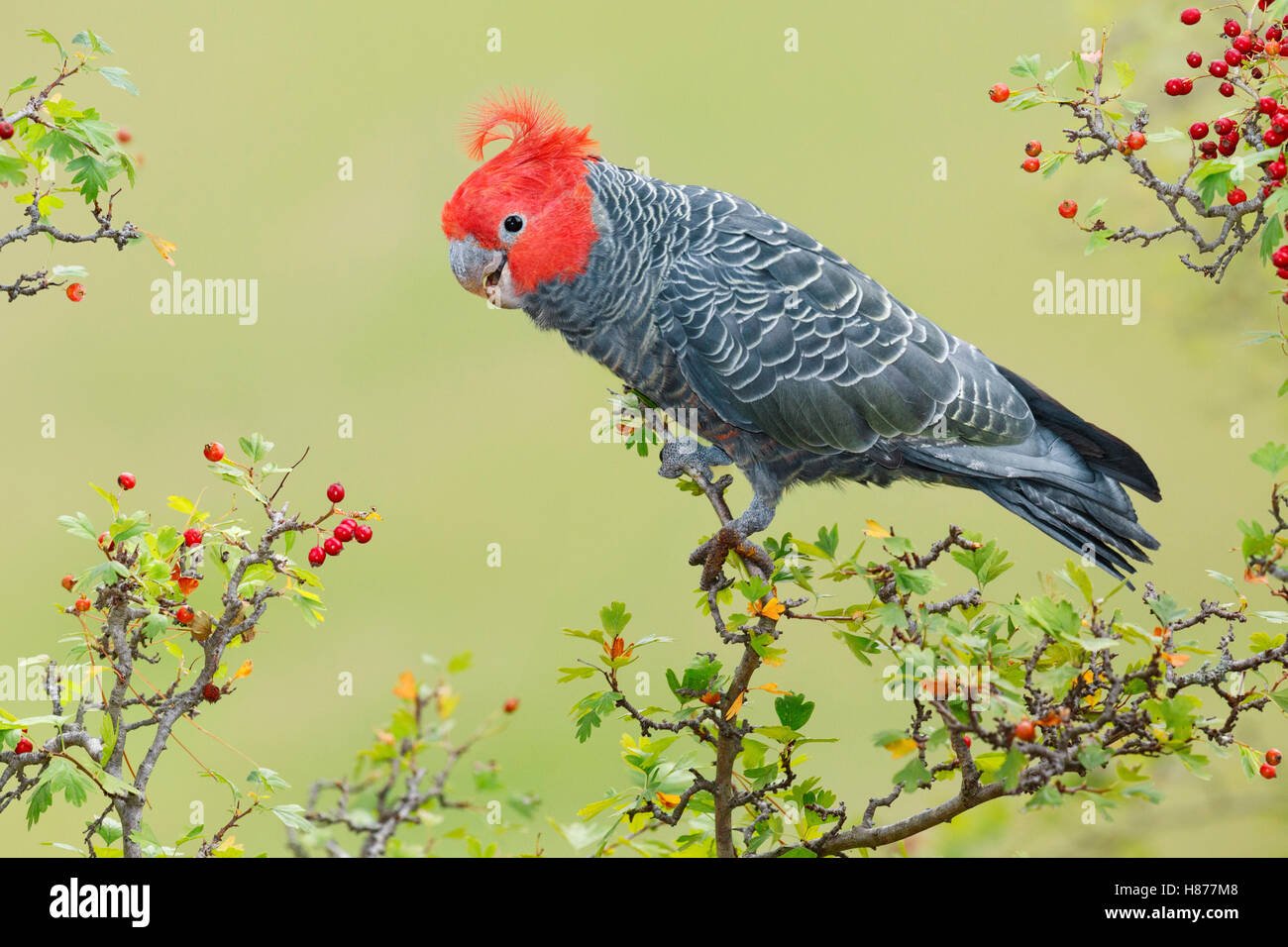 Ganggang Cockatoo (Callocephalon fimbriatum) male, Victoria, Australia