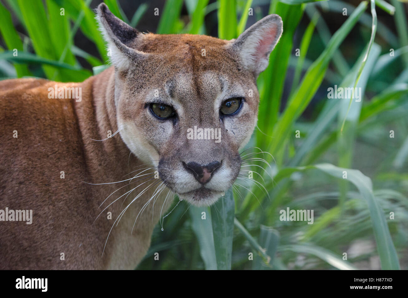 Mountain Lion (Puma concolor), Guyana Zoological Park, Georgetown, Guyana Stock Photo
