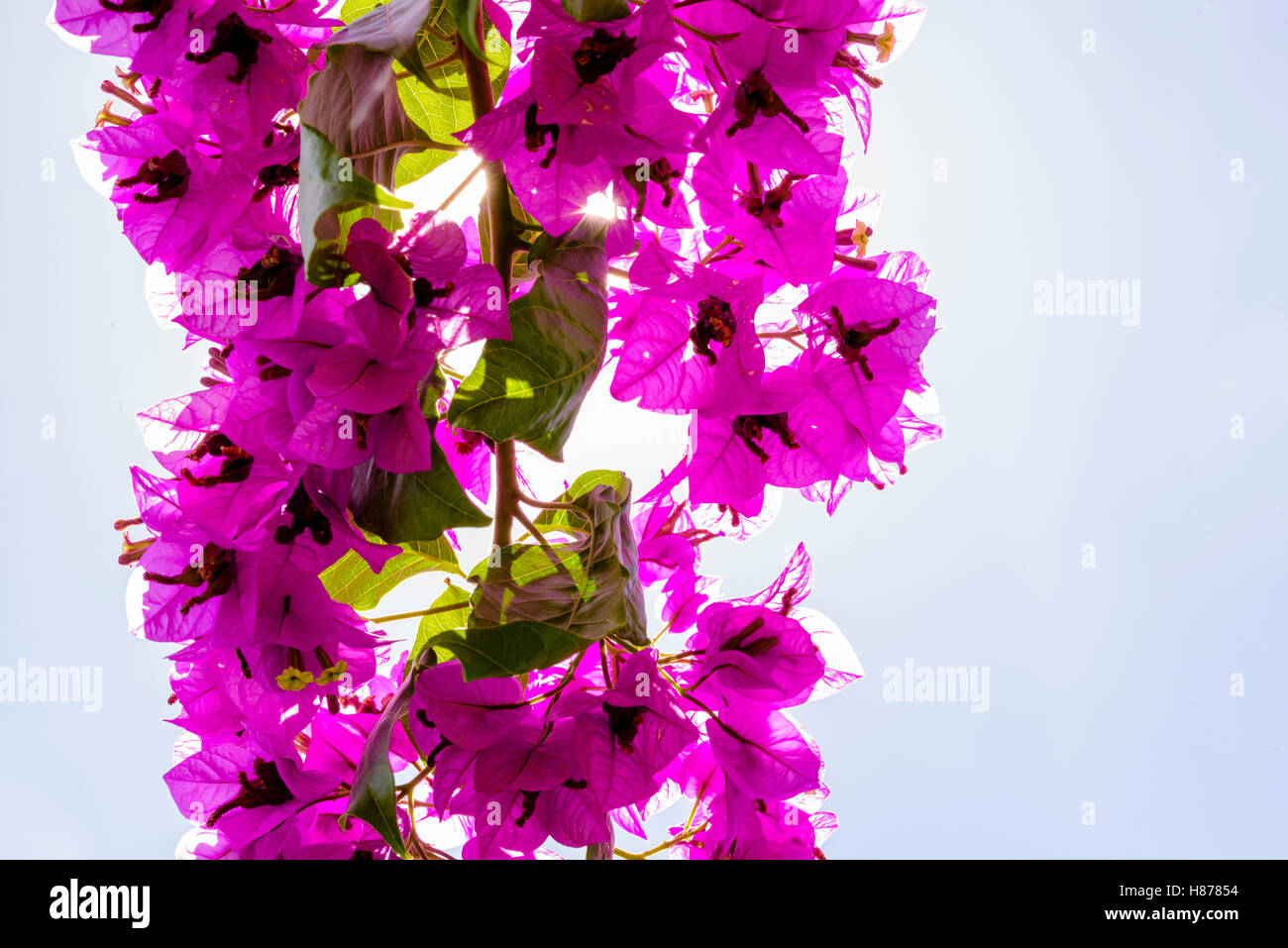 Bougainvilleas or Paper flower treetop against blue sky as background and backlit with sunstars pouring through the blossoms Stock Photo