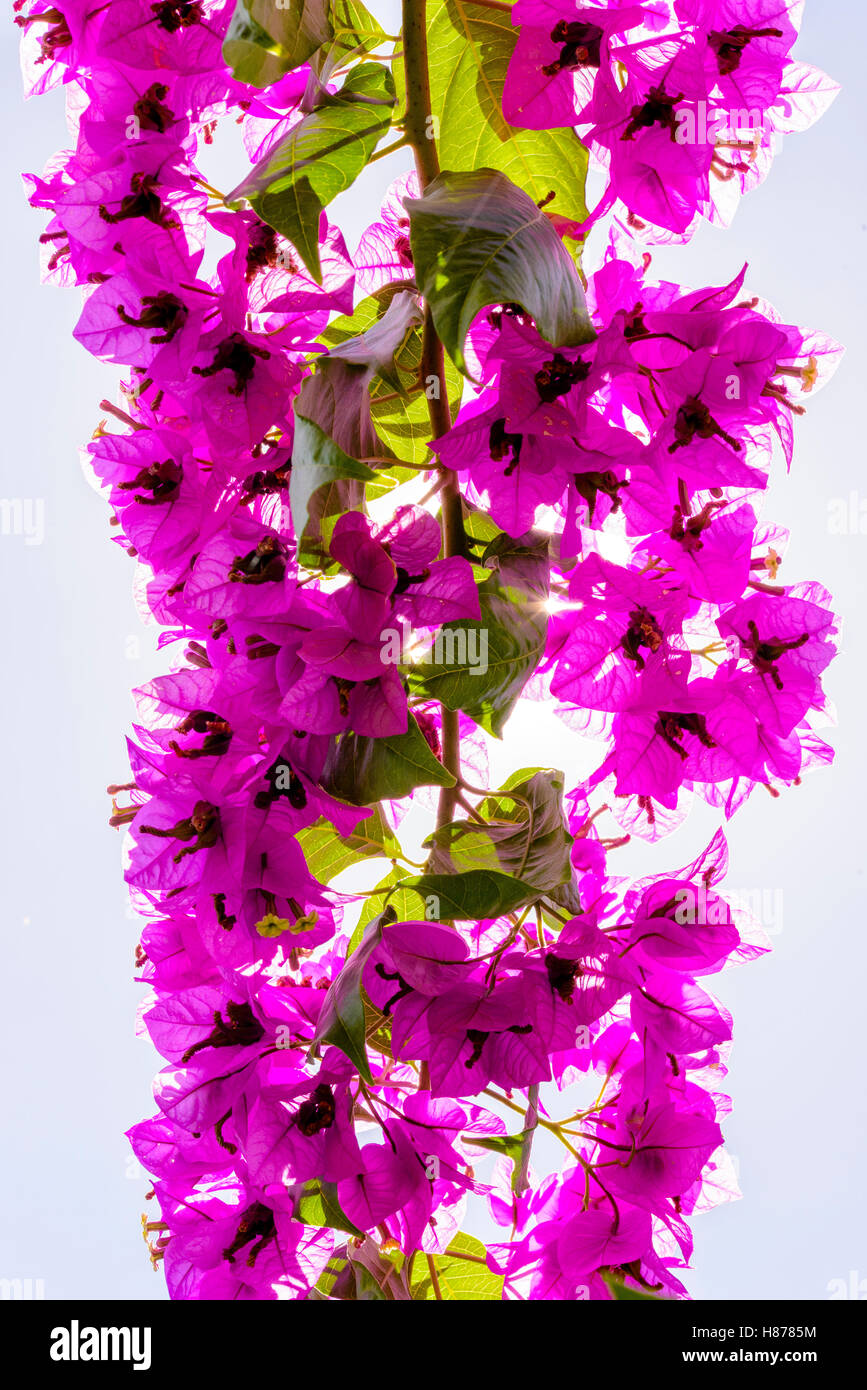 Bougainvilleas or Paper flower treetop against blue sky as background and backlit with sunstars pouring through the blossoms Stock Photo