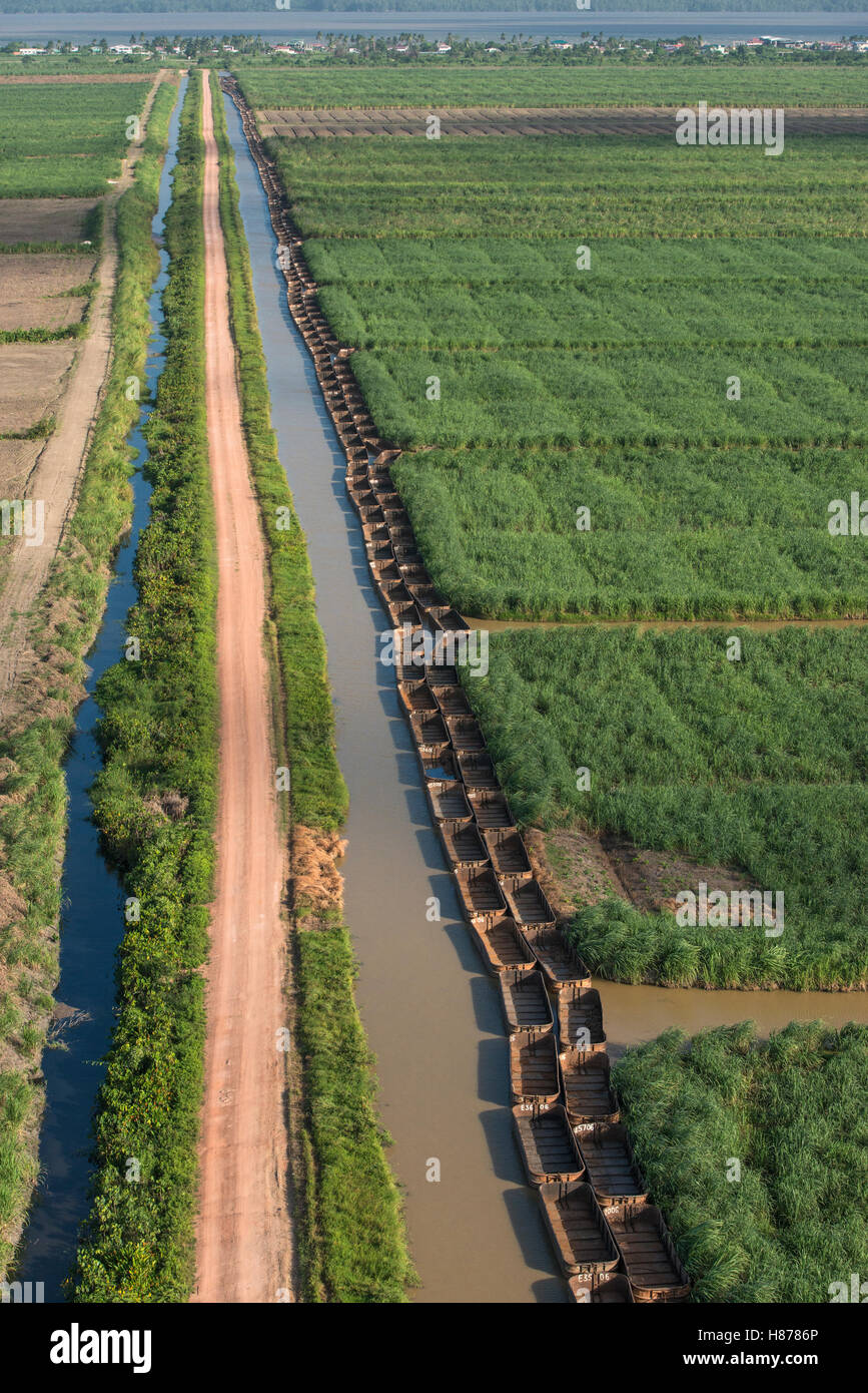 Sugarcane (Saccharum sp) fields and transportation boats, Guyana Stock