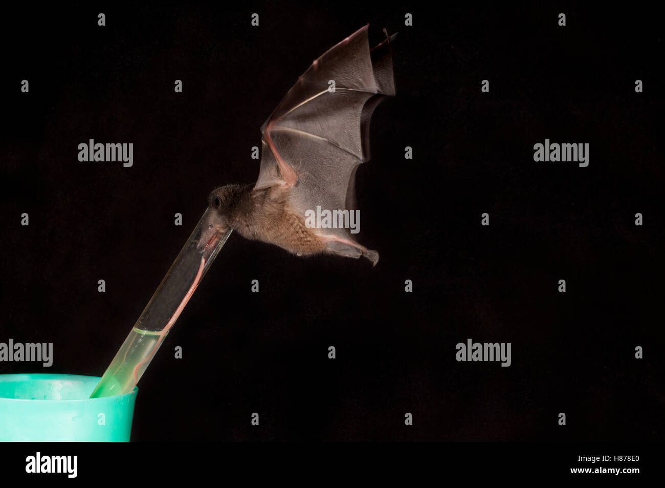 Tube-lipped Nectar Bat (Anoura fistulata), newly discovered species