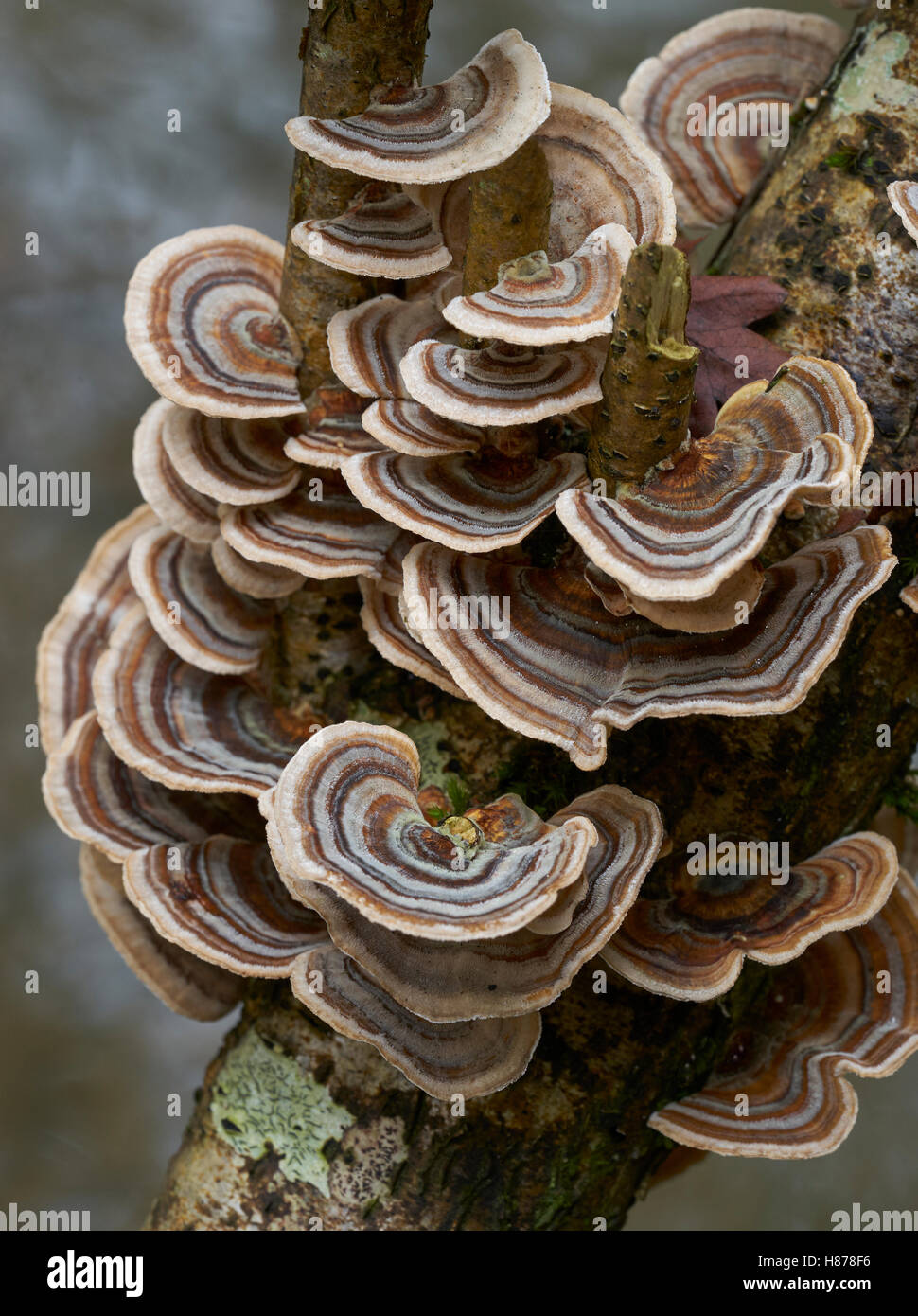 Bracket Fungus (Trametes multicolor), Sussex, England Stock Photo