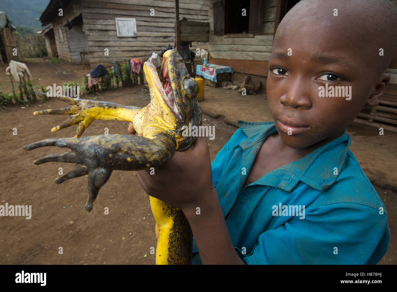Goliath Frog (Conraua goliath) endangered species hunted for food, Cameroon Stock Photo