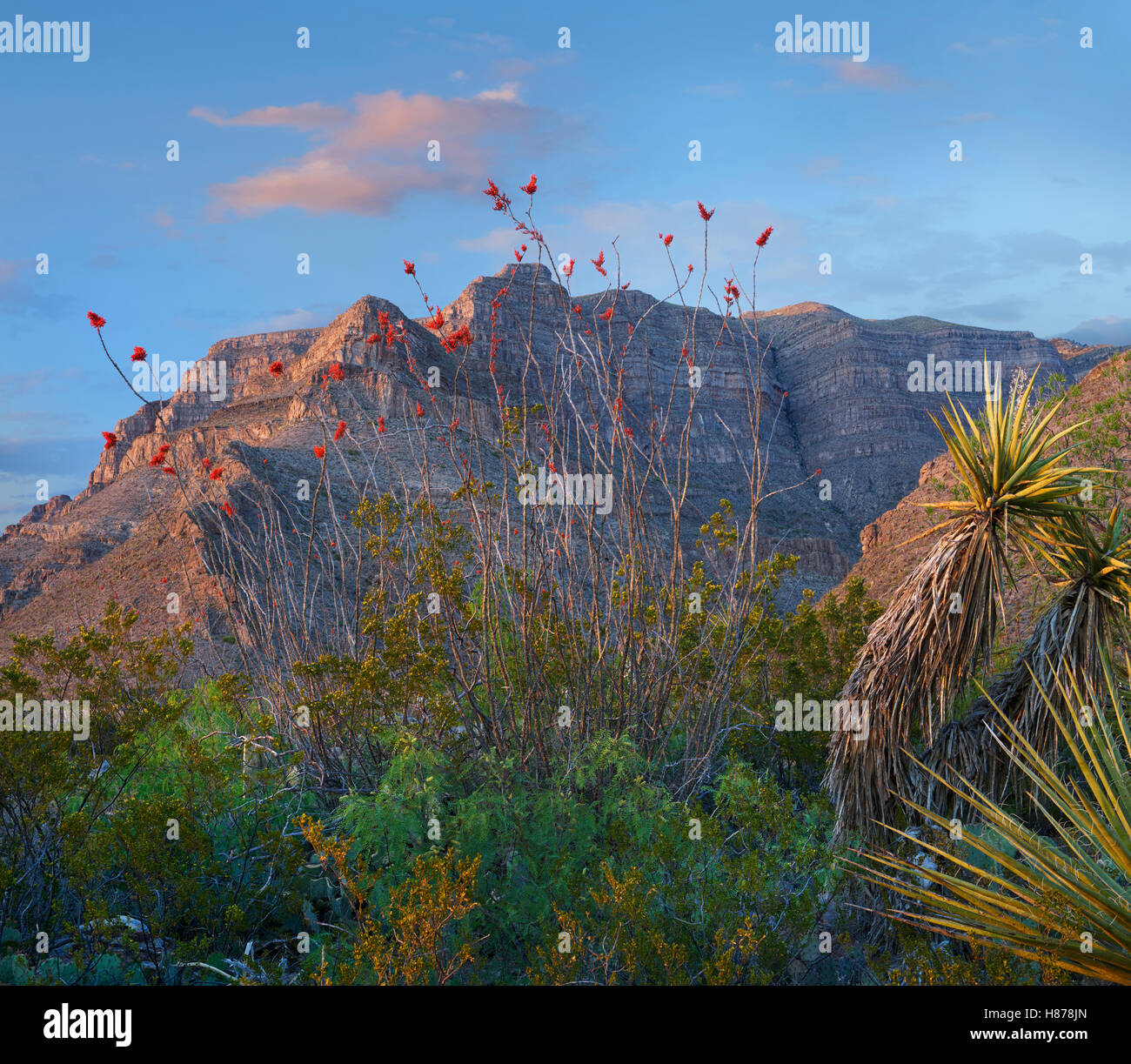 Agave (Agave sp) and Ocotillo (Fouquieria splendens), Lincoln National
