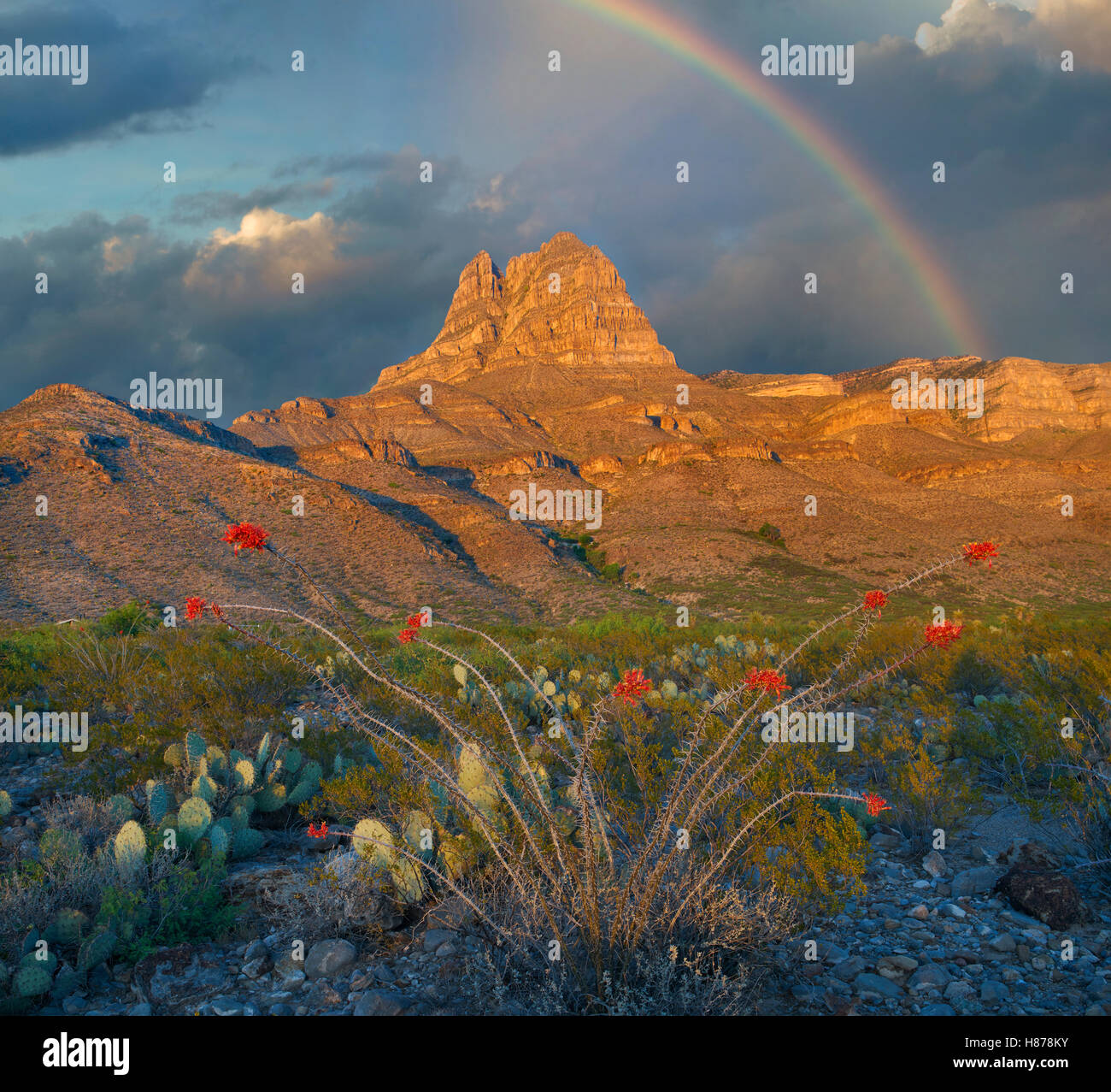 Ocotillo (Fouquieria splendens) with rainbow Gobbler Knob formation