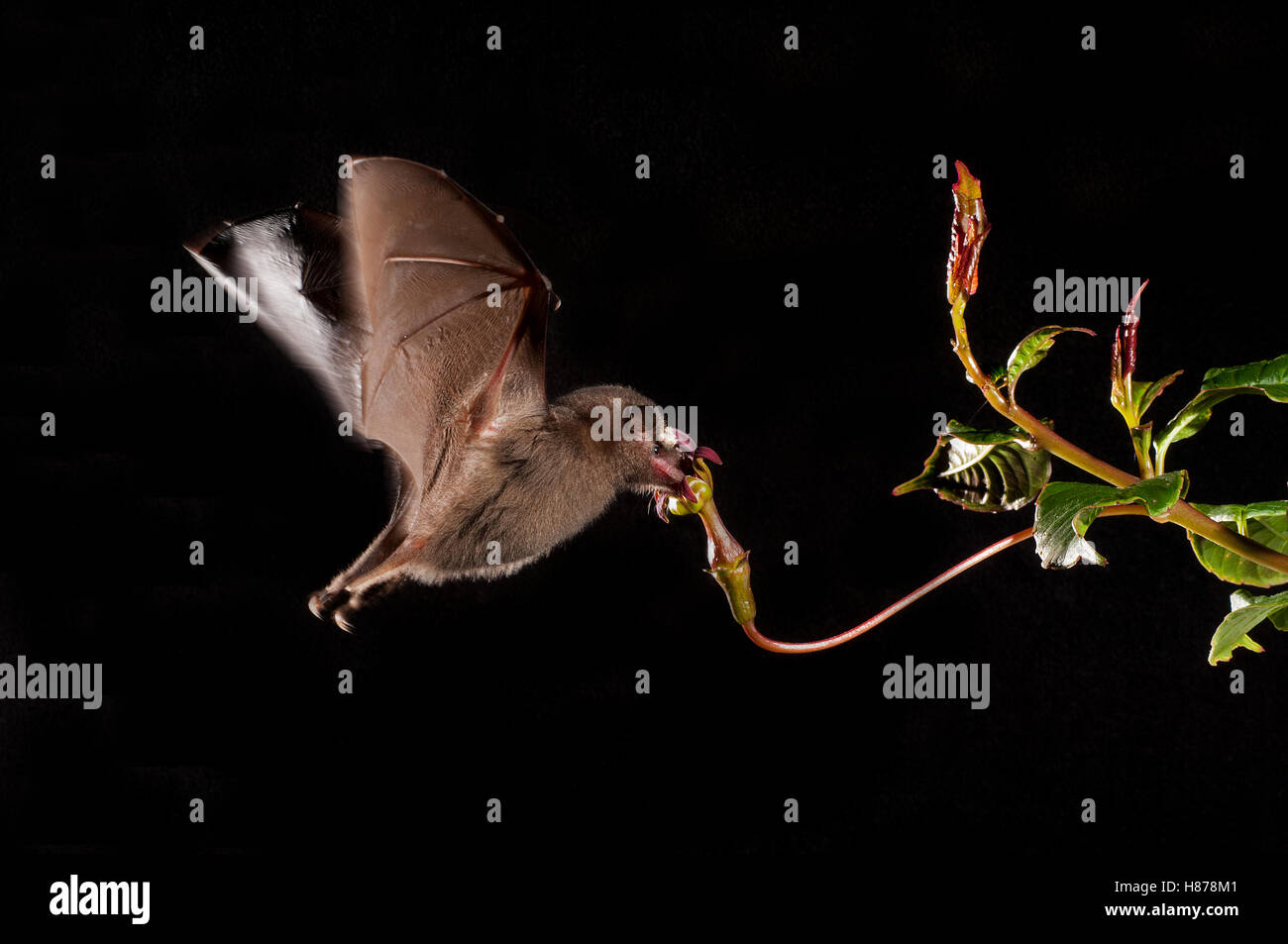 Tube-lipped Nectar Bat (Anoura fistulata) feeding on flower nectar ...