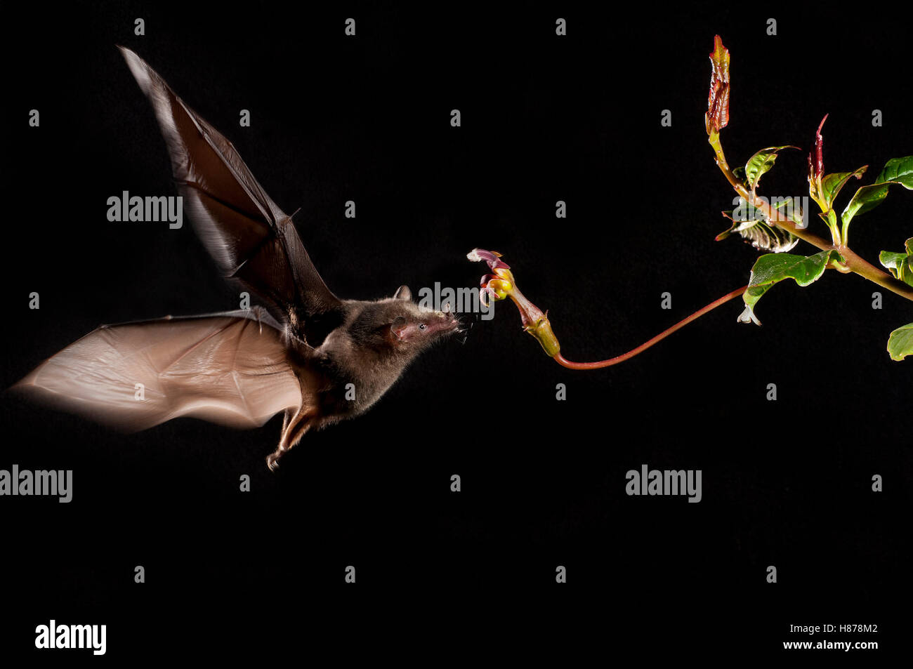 Tube-lipped Nectar Bat (Anoura fistulata) feeding on flower nectar ...