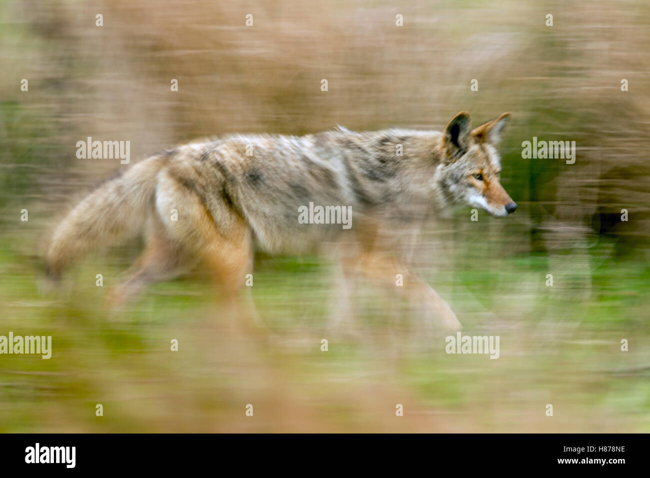 Coyote (Canis latrans) running, Point Reyes National Seashore ...