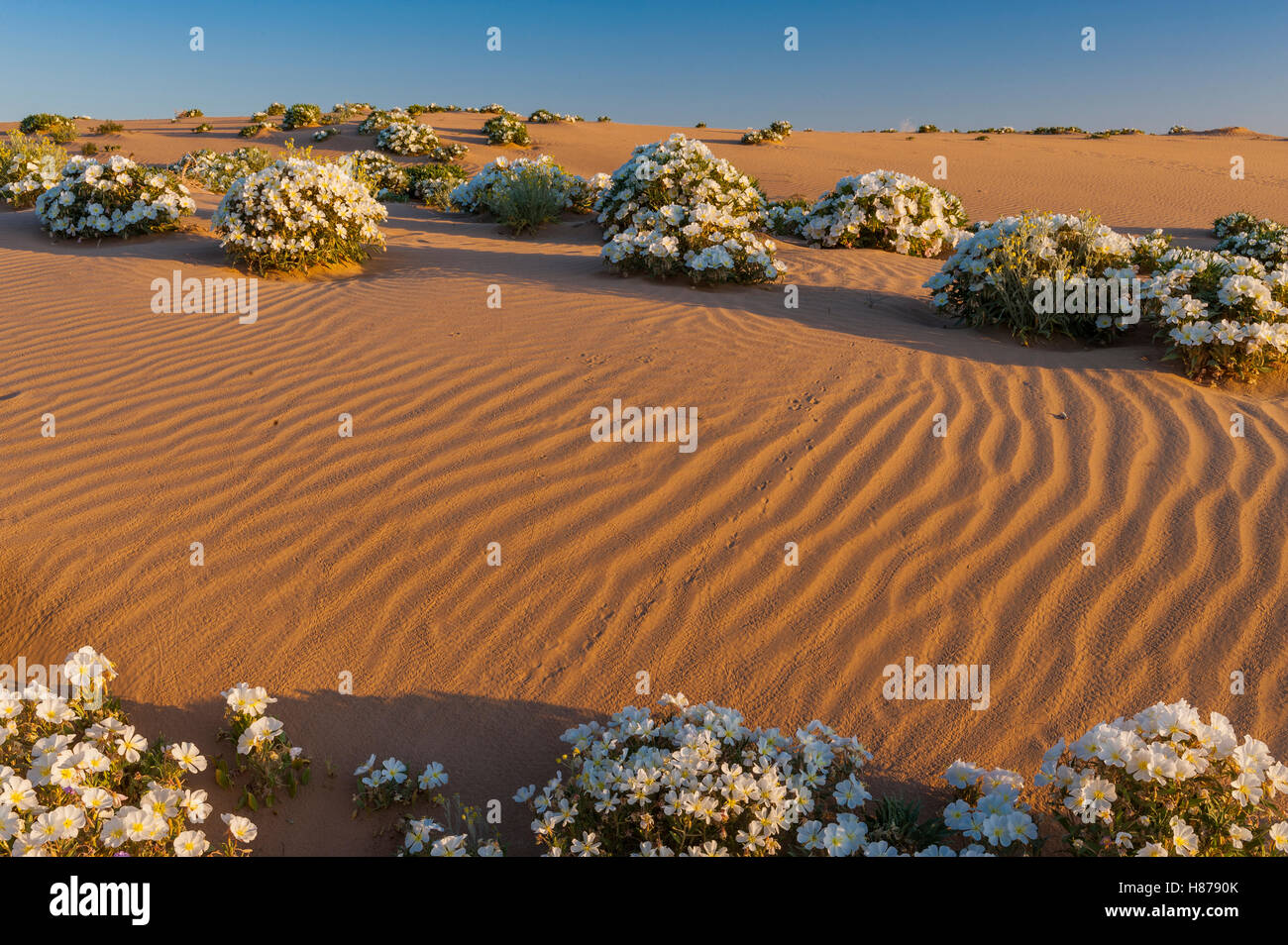 Dune Evening Primrose (Oenothera deltoides) in desert, Mojave Desert ...