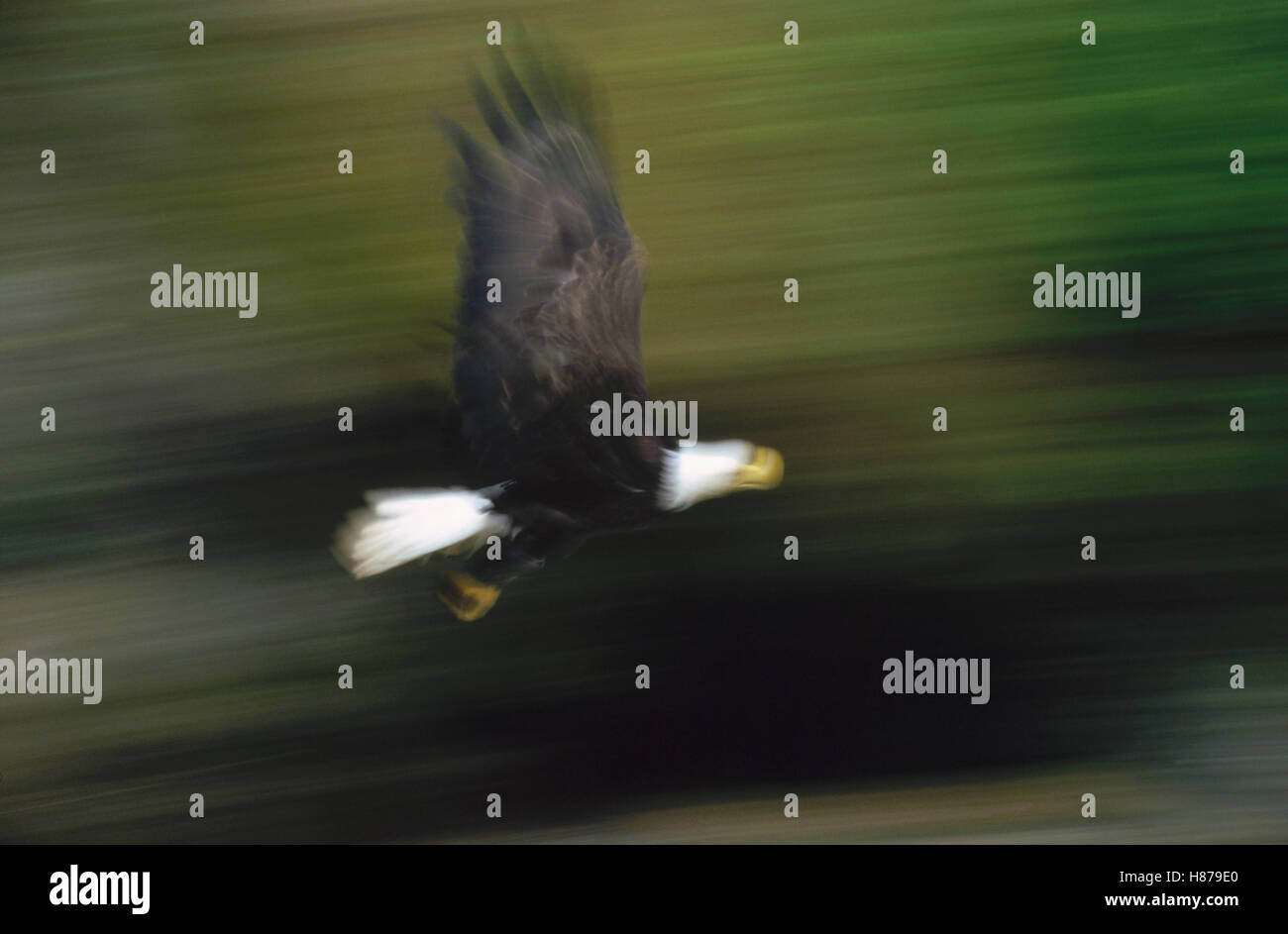 Bald Eagle (Haliaeetus leucocephalus) flying in temperate rainforest