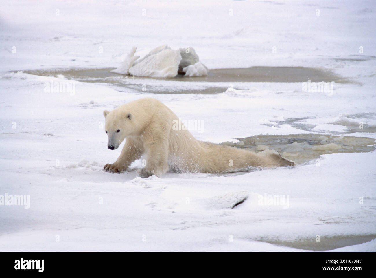 Polar Bear (Ursus maritimus) adult female dragging hind legs to