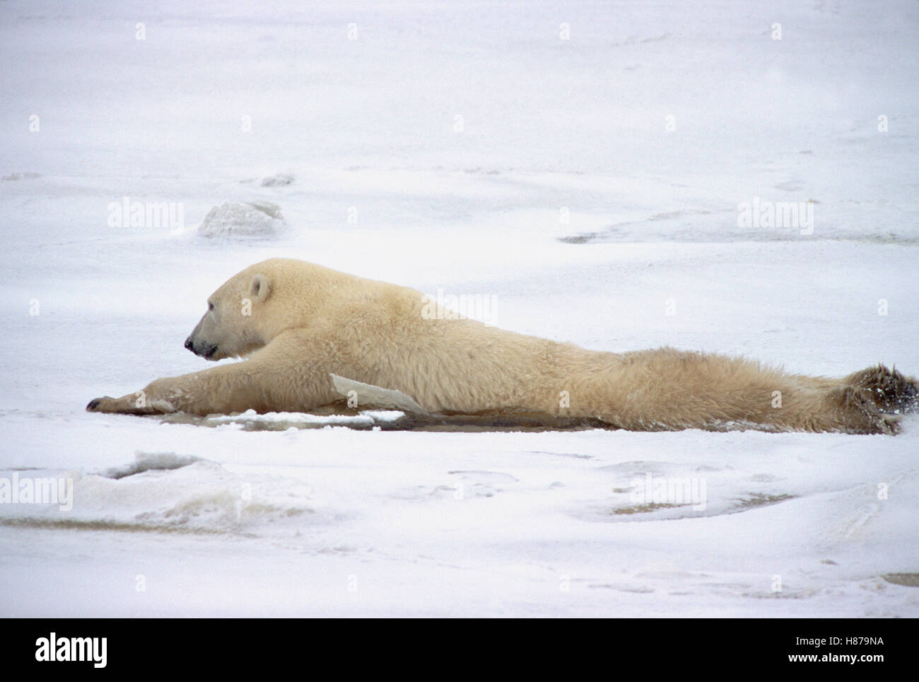 Polar Bear (Ursus maritimus) adult female dragging hind legs to
