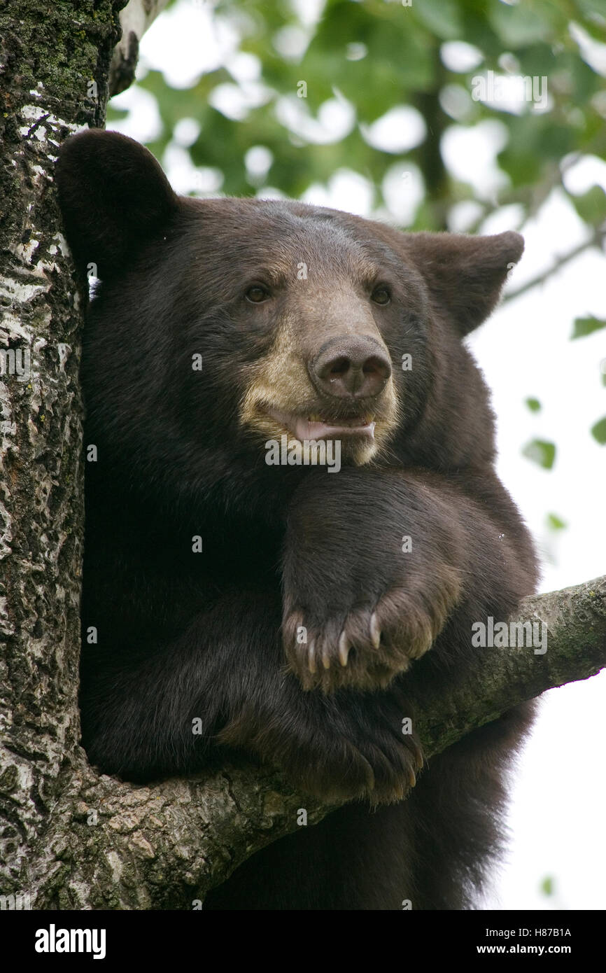 Black Bear (Ursus americanus) juvenile male in tree, Orr, Minnesota