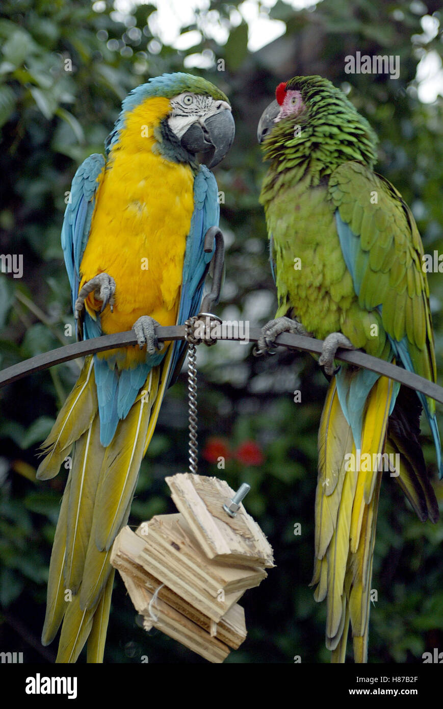 PARROTS PLAYBOY MANSION CATCHES FASHIO PLAYBOY MANSION LOS ANGELES USA 15 May 2003 Stock Photo