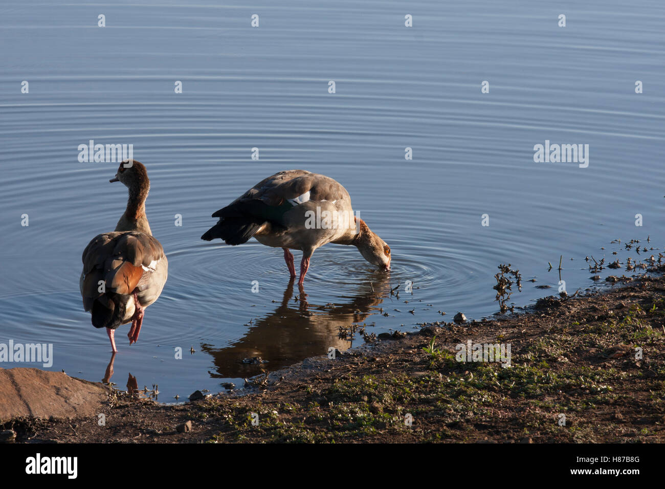 Egyptian Geese on waters edger Stock Photo Alamy