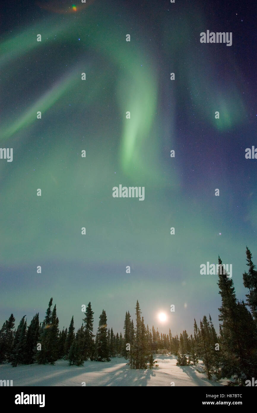 Northern lights or aurora borealis over boreal forest with rising moon ...