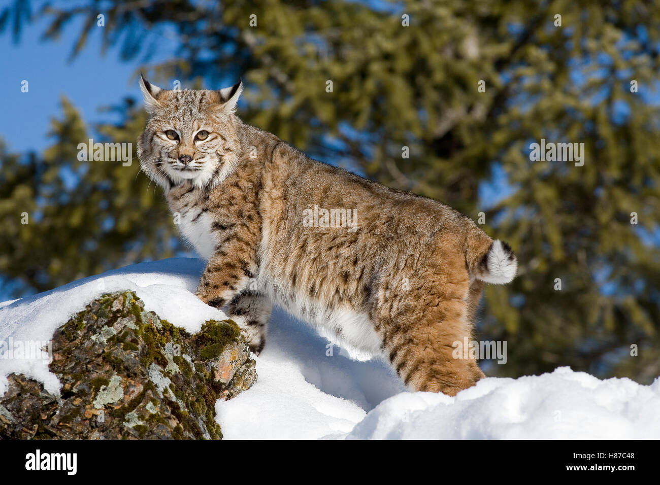 Bobcat (Lynx rufus) in the snow, Kalispell, Montana Stock Photo Alamy