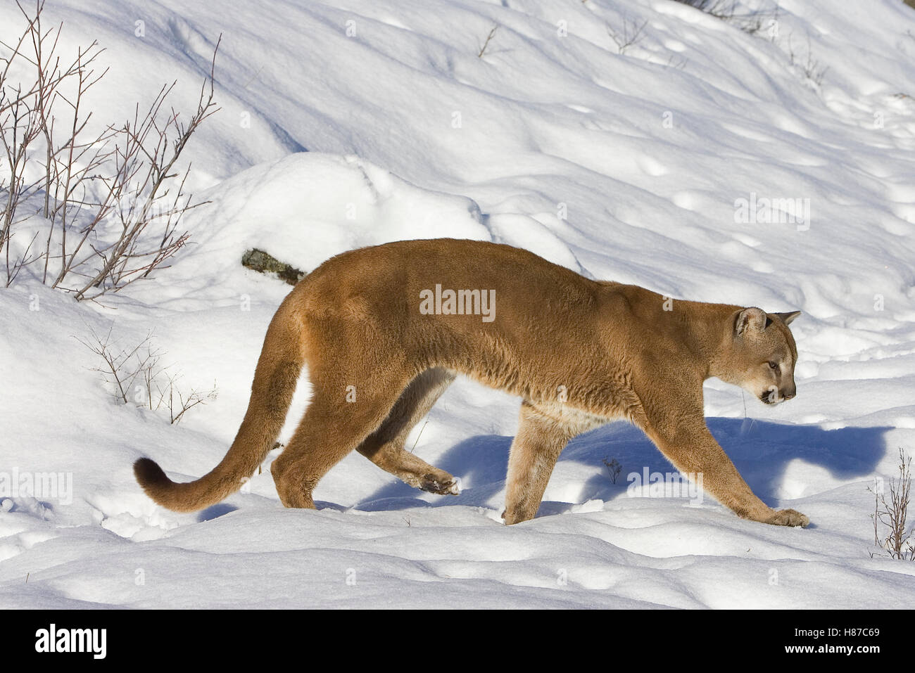 Mountain Lion (Puma concolor) hunting in the snow, Kalispell, Montana