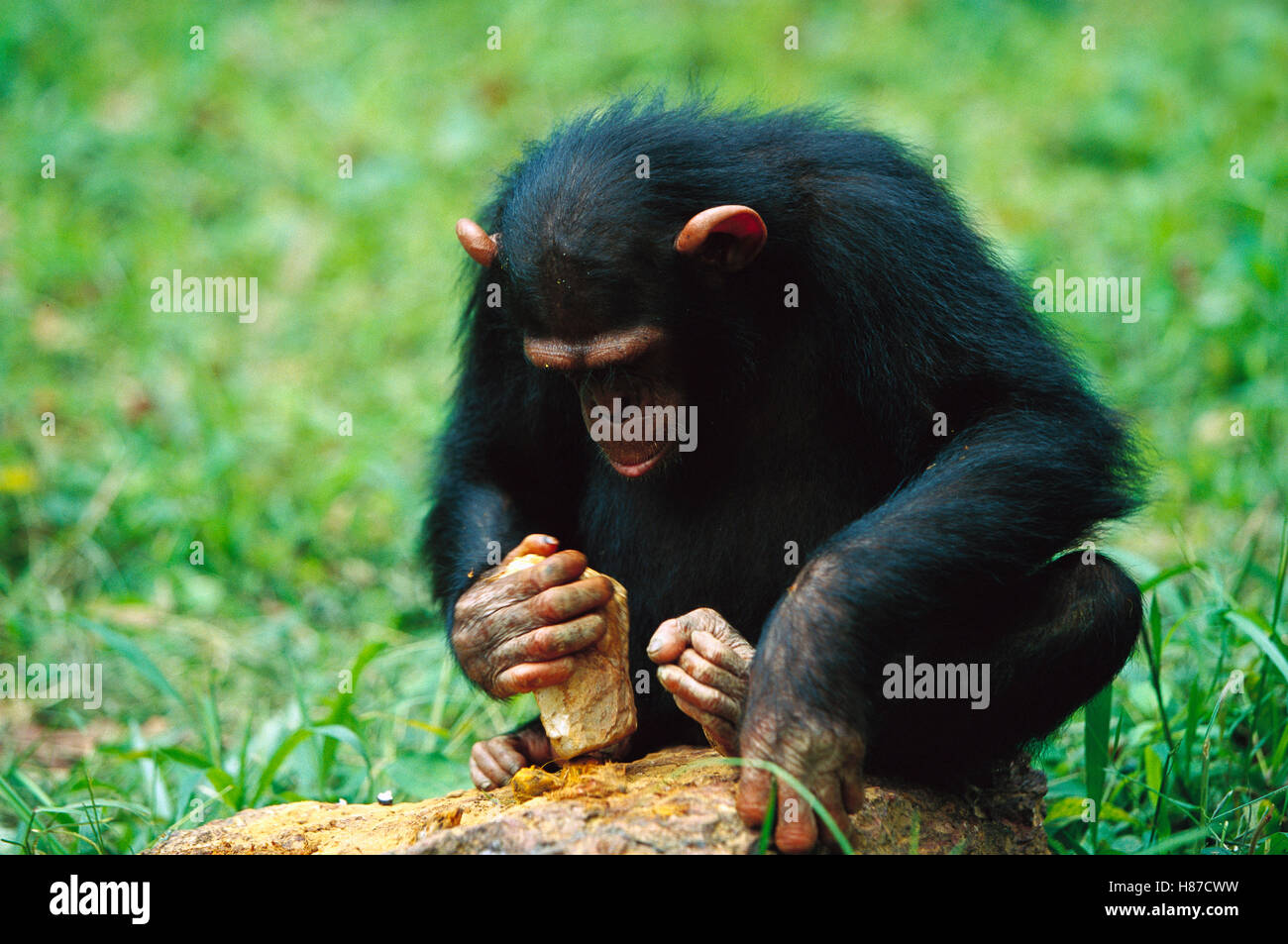 Chimpanzee (Pan troglodytes) using tools to crack nuts, Gabon Stock Photo Alamy