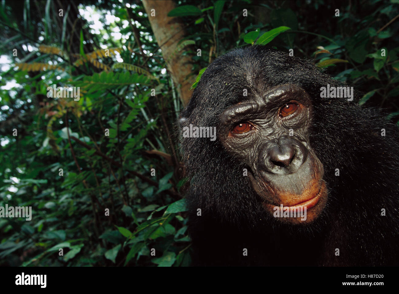 Bonobo (Pan paniscus), portrait of a male, ABC Sanctuary, Democratic