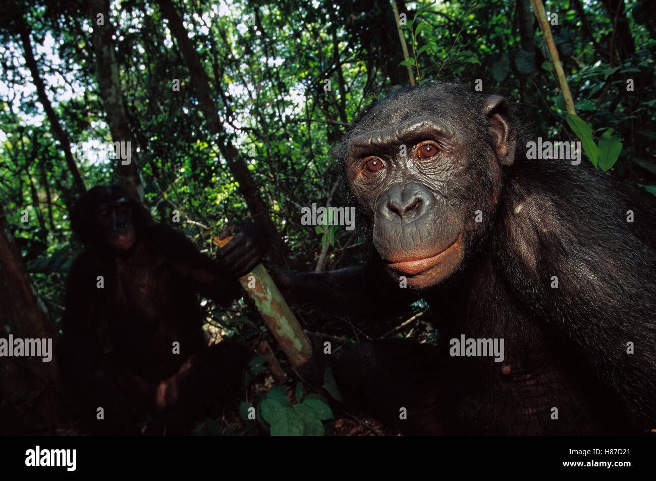 Bonobo (Pan paniscus) portrait of a male, ABC Sanctuary, Democratic