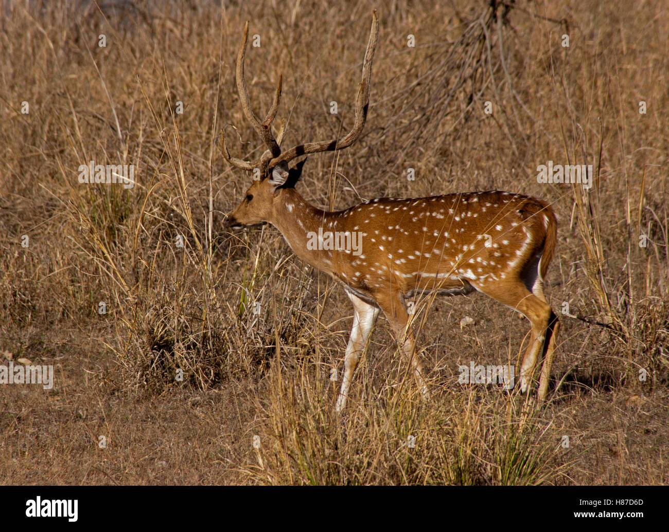 Indian Male Deer called a Chital in native habitat of Kanha National Park of India. Spotted deer with long antlers walking Stock Photo