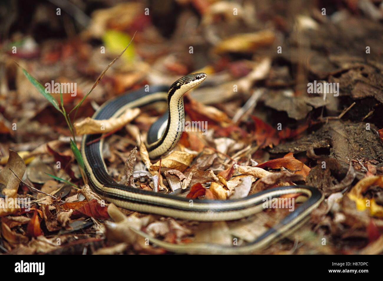 Malagasy Striped Snake (Dromicodryas bernieri) in an aggressive posture ...
