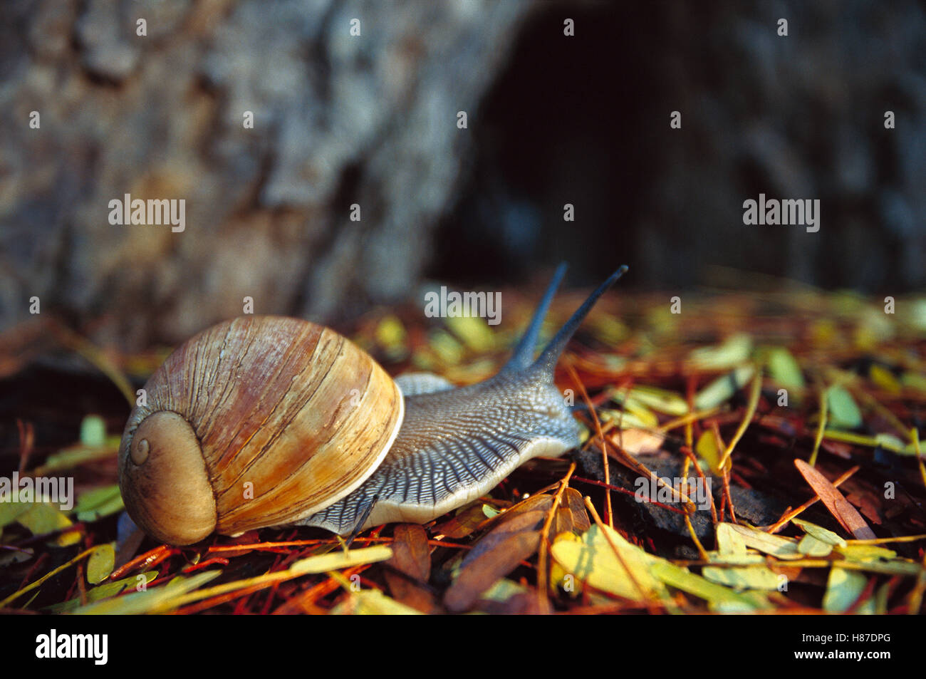 Giant African Land Snail (Achatina fulica), southern Madagascar Stock