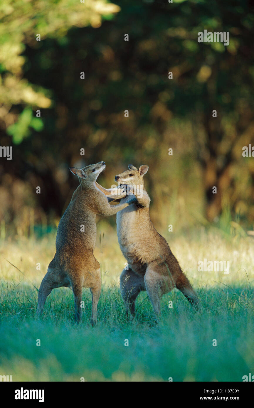 Eastern Grey Kangaroo (Macropus giganteus) pair boxing, Kangaroo Island