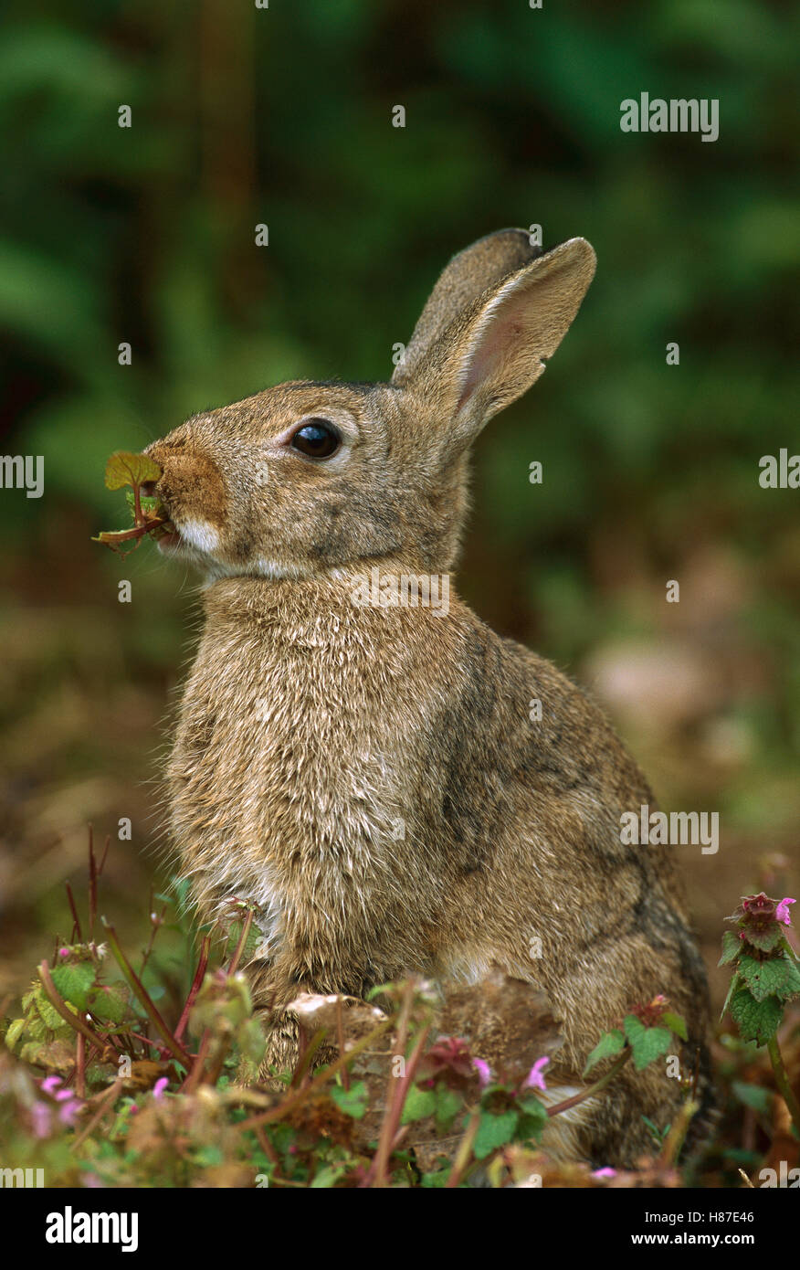 European Rabbit (Oryctolagus cuniculus) eating wild Violets, France