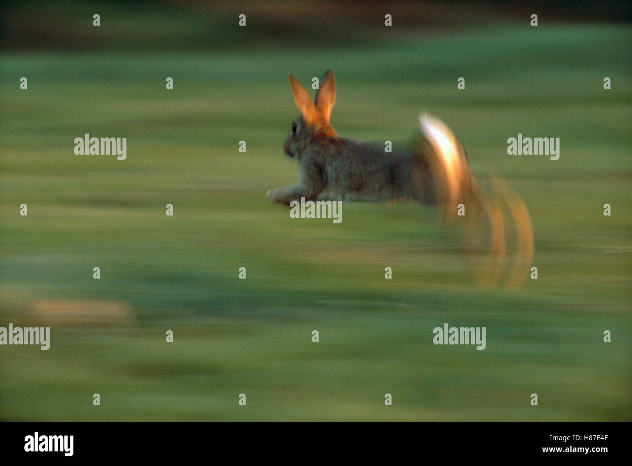 European Rabbit (Oryctolagus cuniculus) running, France, introduced ...