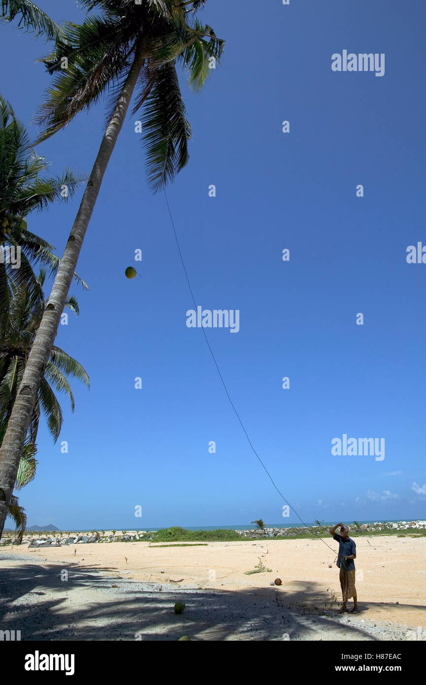 Pigtailed Macaque (Macaca nemestrina) throwing coconuts from palm tree