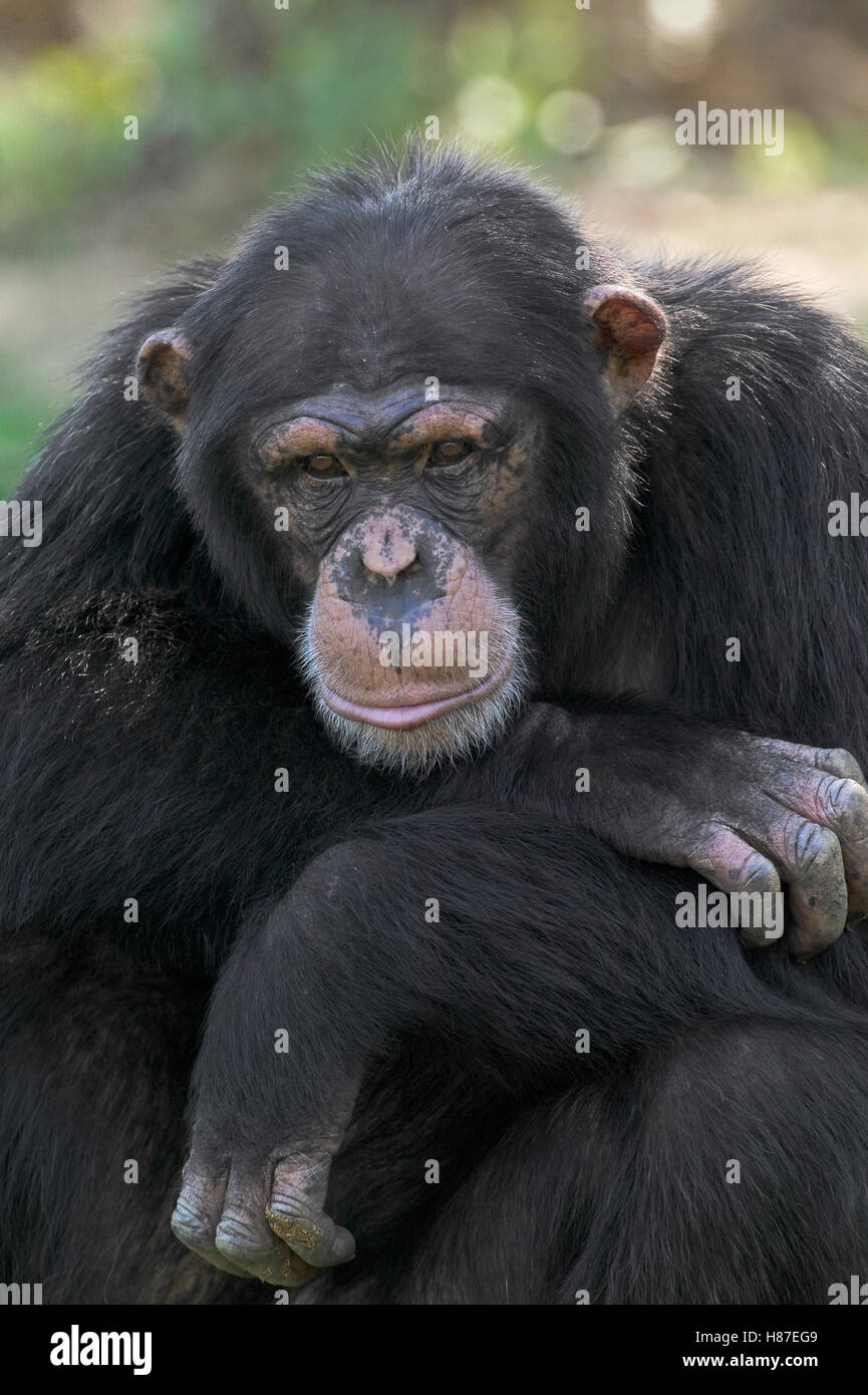 Bonobo (Pan paniscus) portrait, La Vallee Des Singes Primate Center, France Stock Photo