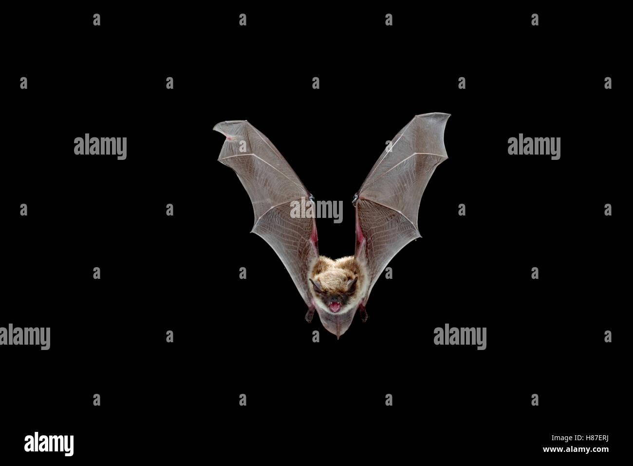 Yuma Myotis (Myotis yumanensis) bat, female flying, Drake Creek, Lake ...