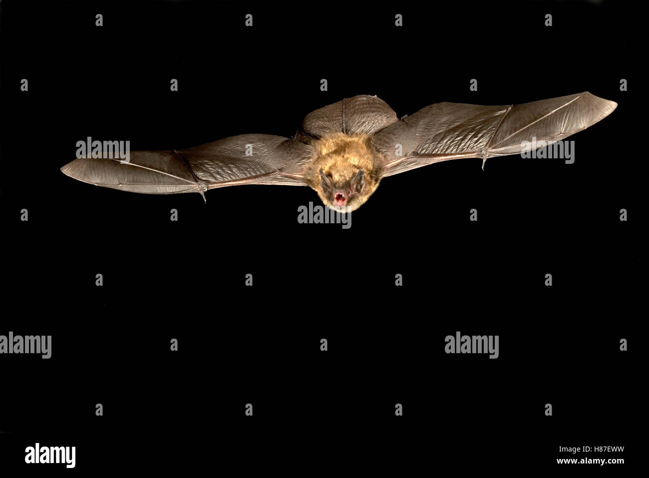 Little Brown Bat (Myotis lucifugus) flying at night in the Rogue River ...