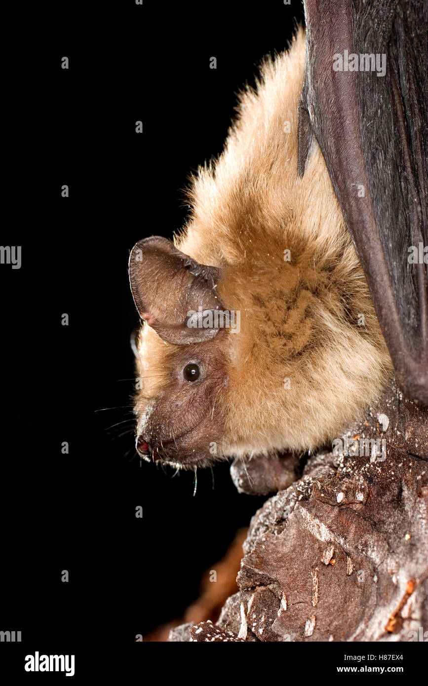 Big Brown Bat (Eptesicus fuscus) portrait, Rogue River National Forest