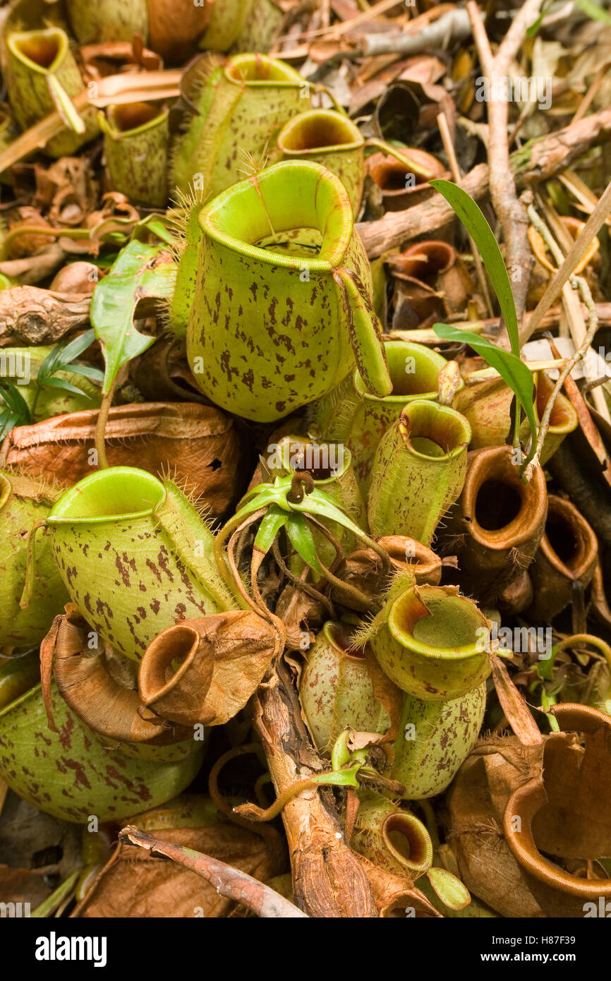 Flask-shaped Pitcher Plant (Nepenthes ampullaria), Endau-Rompin National Park, Malaysia Stock Photo