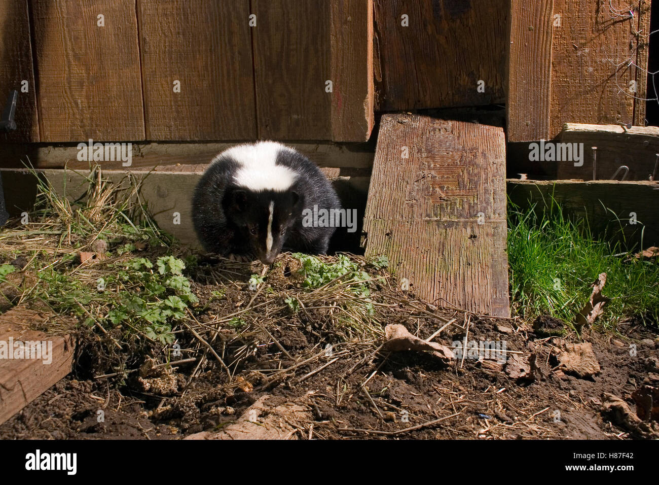 Striped Skunk (Mephitis mephitis) emerges from a burrow under a chicken