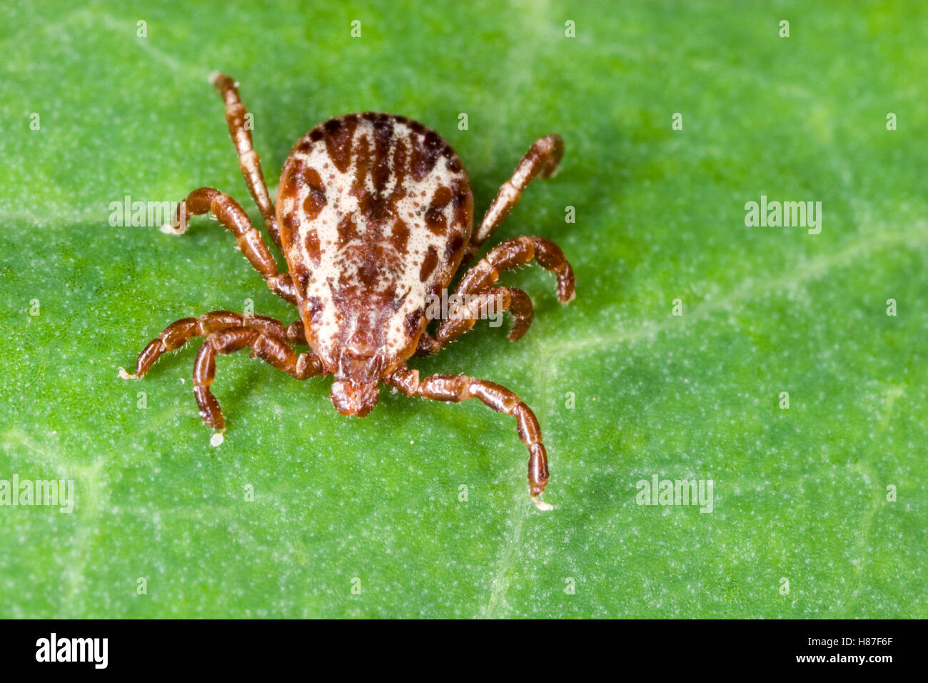 Sheep Tick (Ixodes ricinus) male in northeast Oregon Stock Photo Alamy