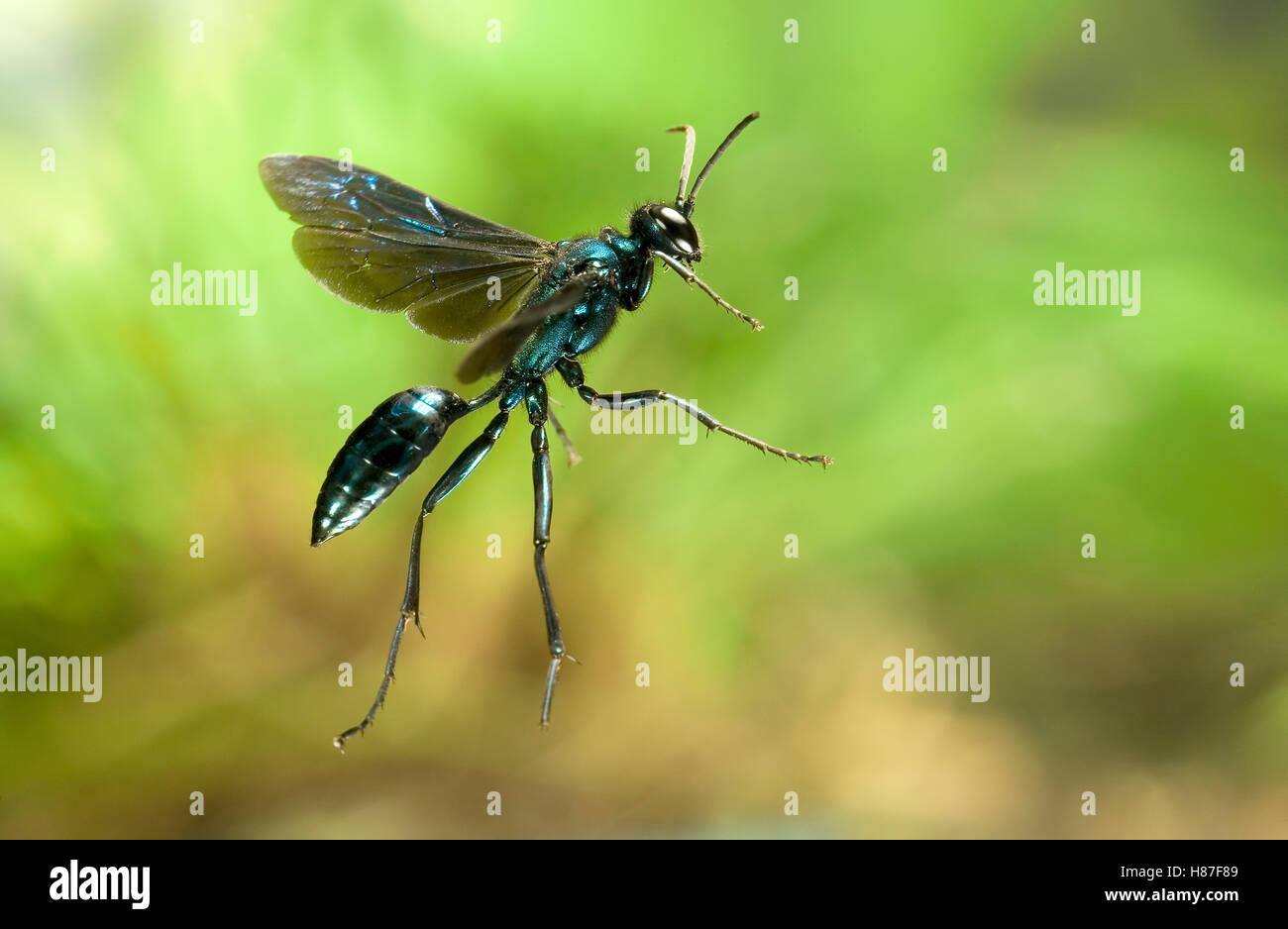 Blue Mud Wasp (Chalybion californicum) photographed with a high-speed ...