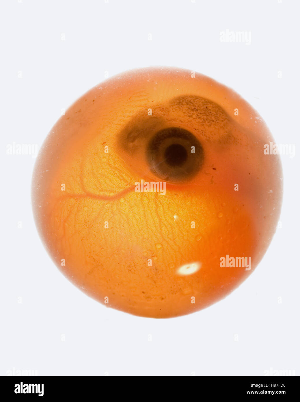 Coho Salmon (Oncorhynchus kisutch) egg at ten weeks after spawning ...