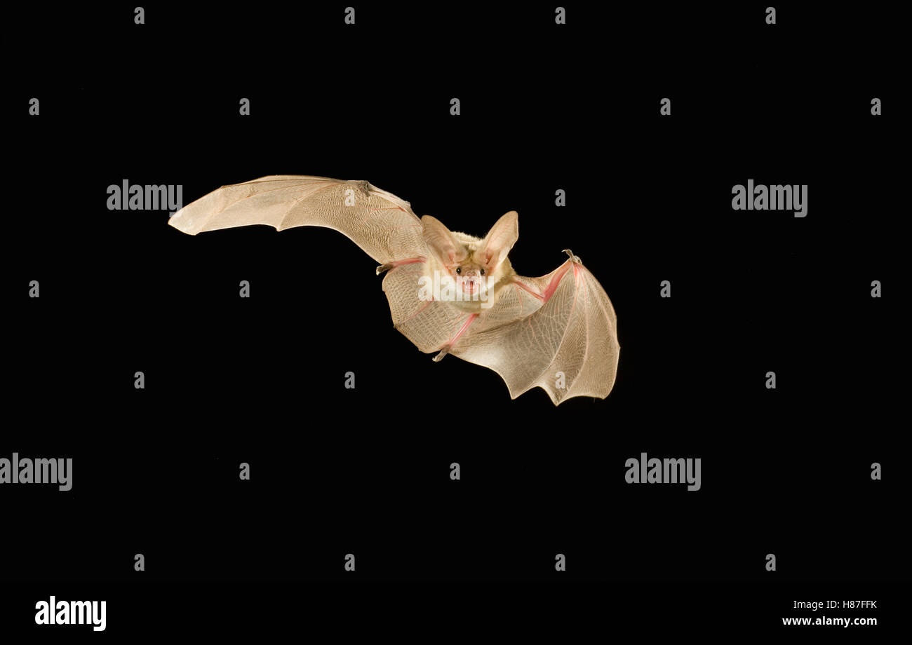 Pallid Bat (Antrozous pallidus) flying at night, Kaibab National Forest