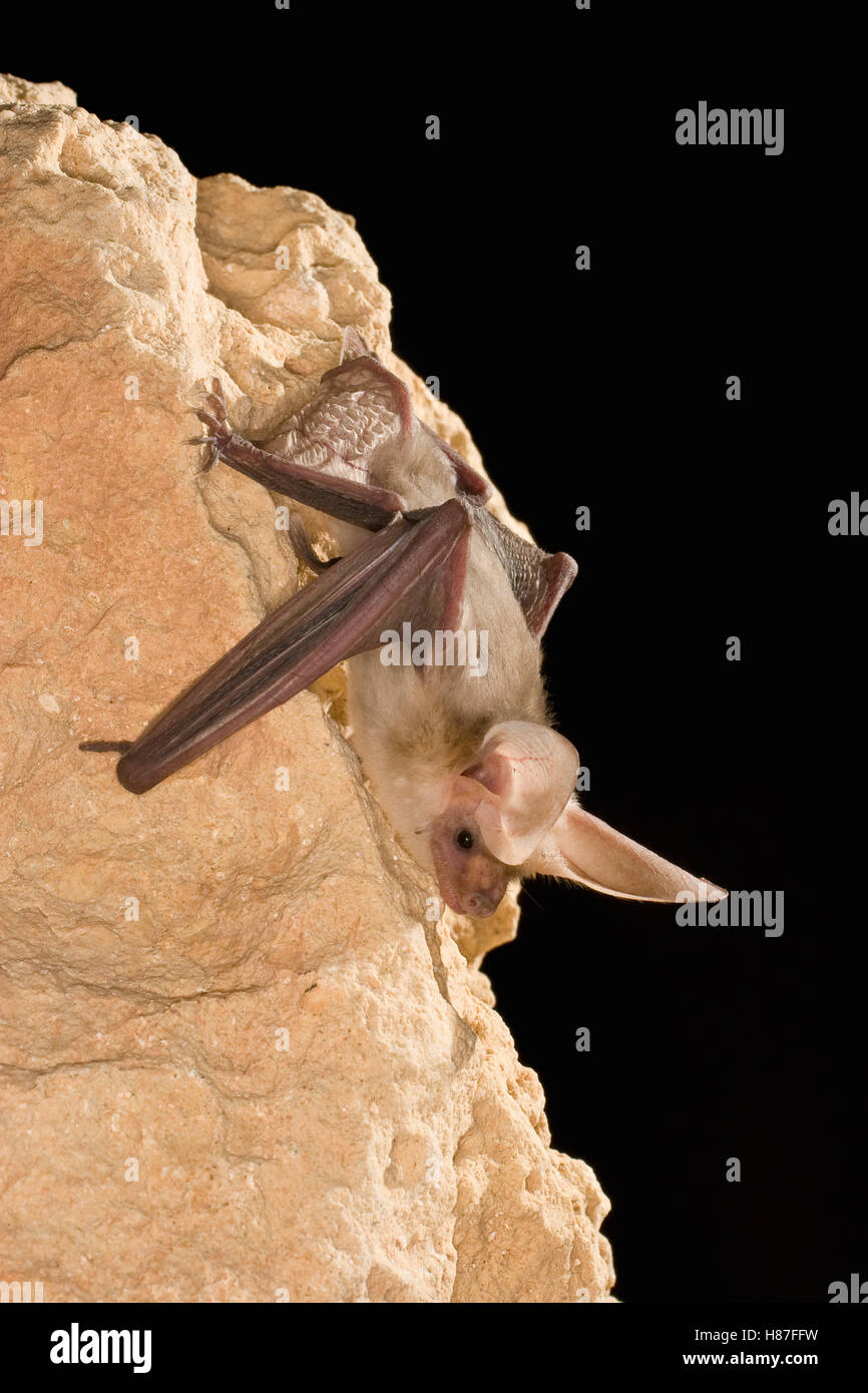 Pallid Bat (Antrozous pallidus) roosting at night near Marble Canyon