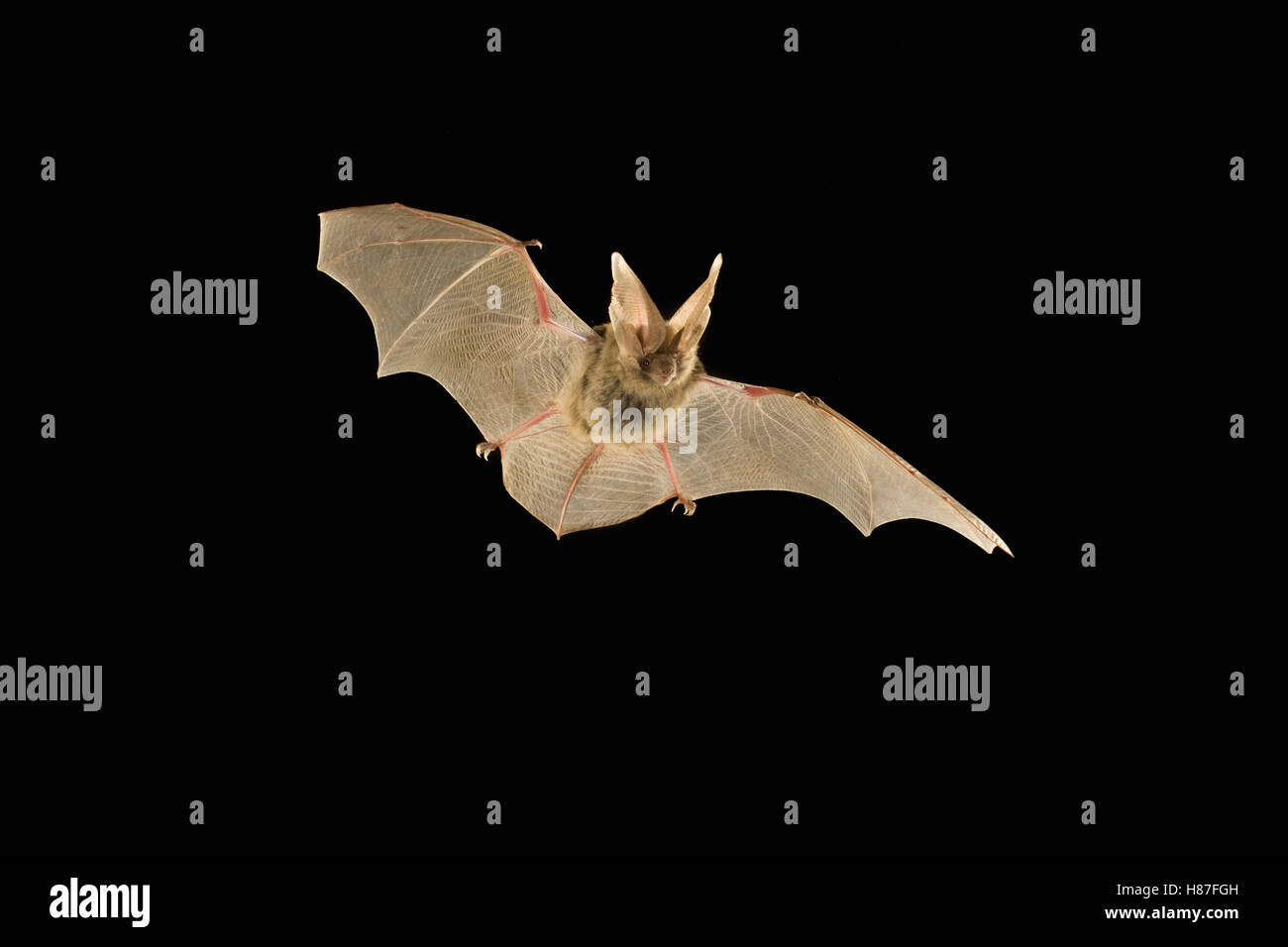 Allen's Big-eared Bat (Idionycteris phyllotis) female flying at night