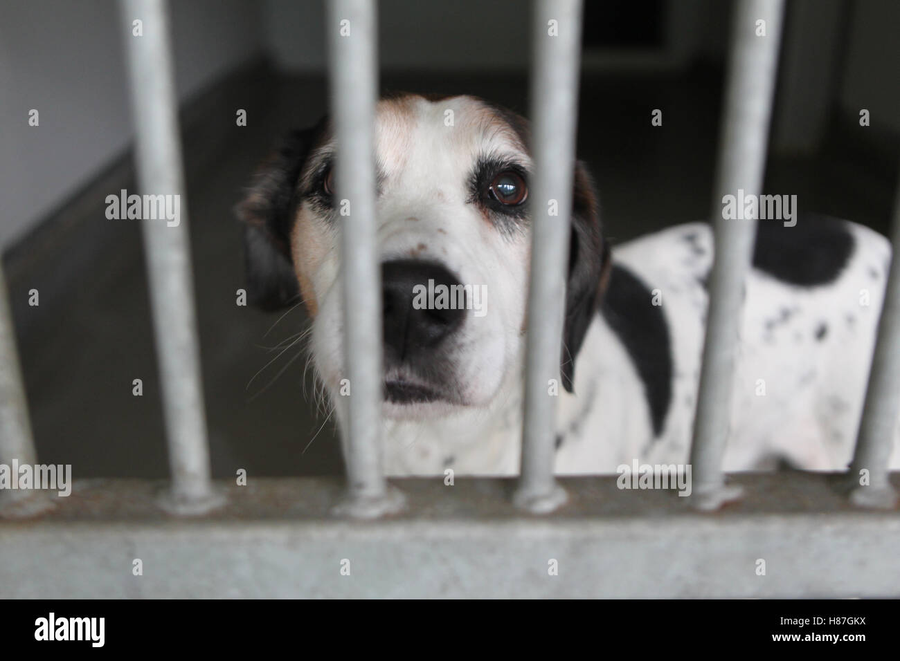 dog in rescue center Stock Photo