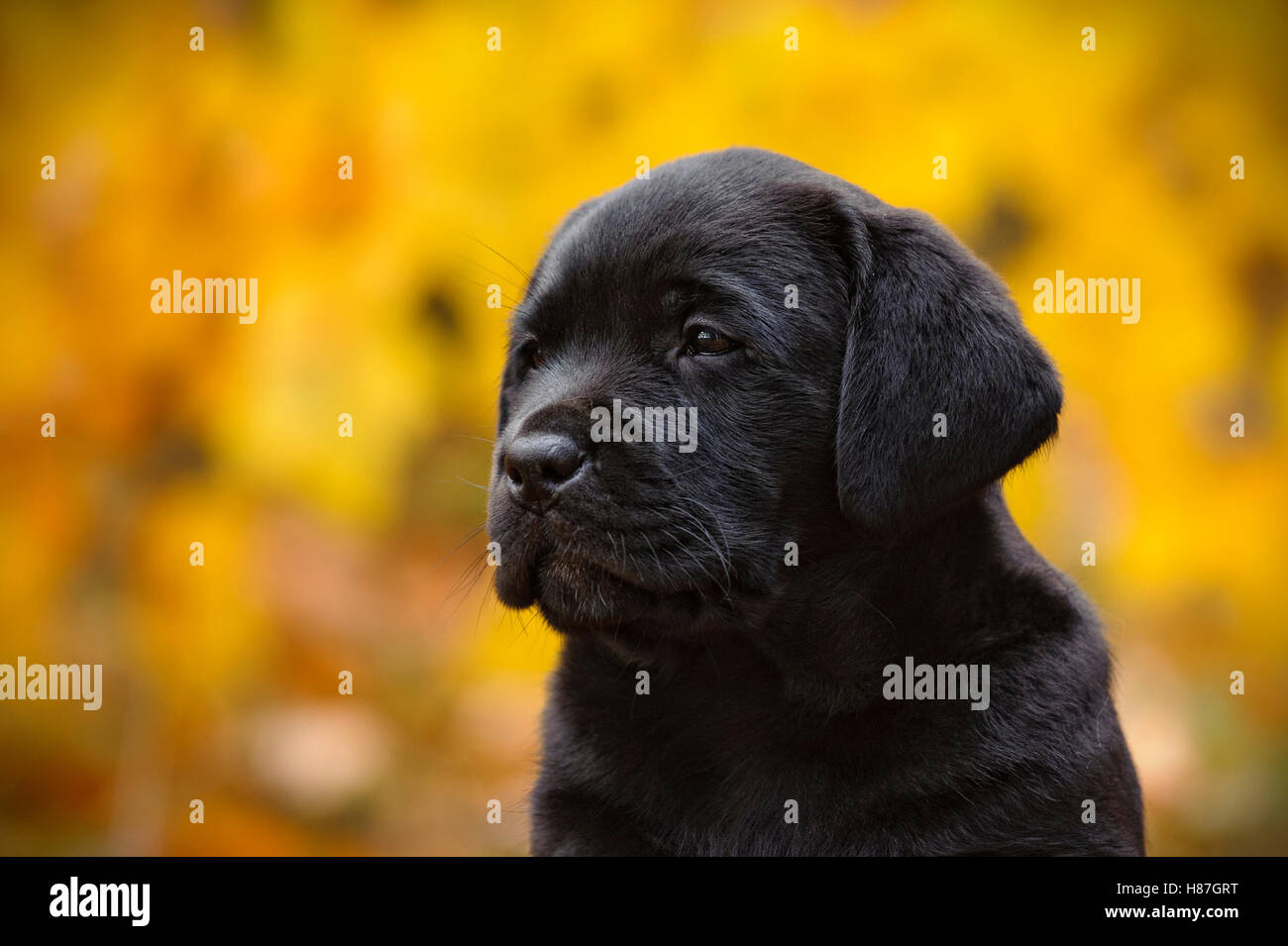 Black and yellow labrador puppies hi-res stock photography and images ...
