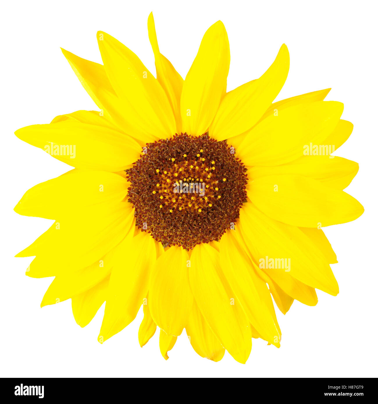 Beautiful sunflower isolated on white. Close-up Stock Photo - Alamy