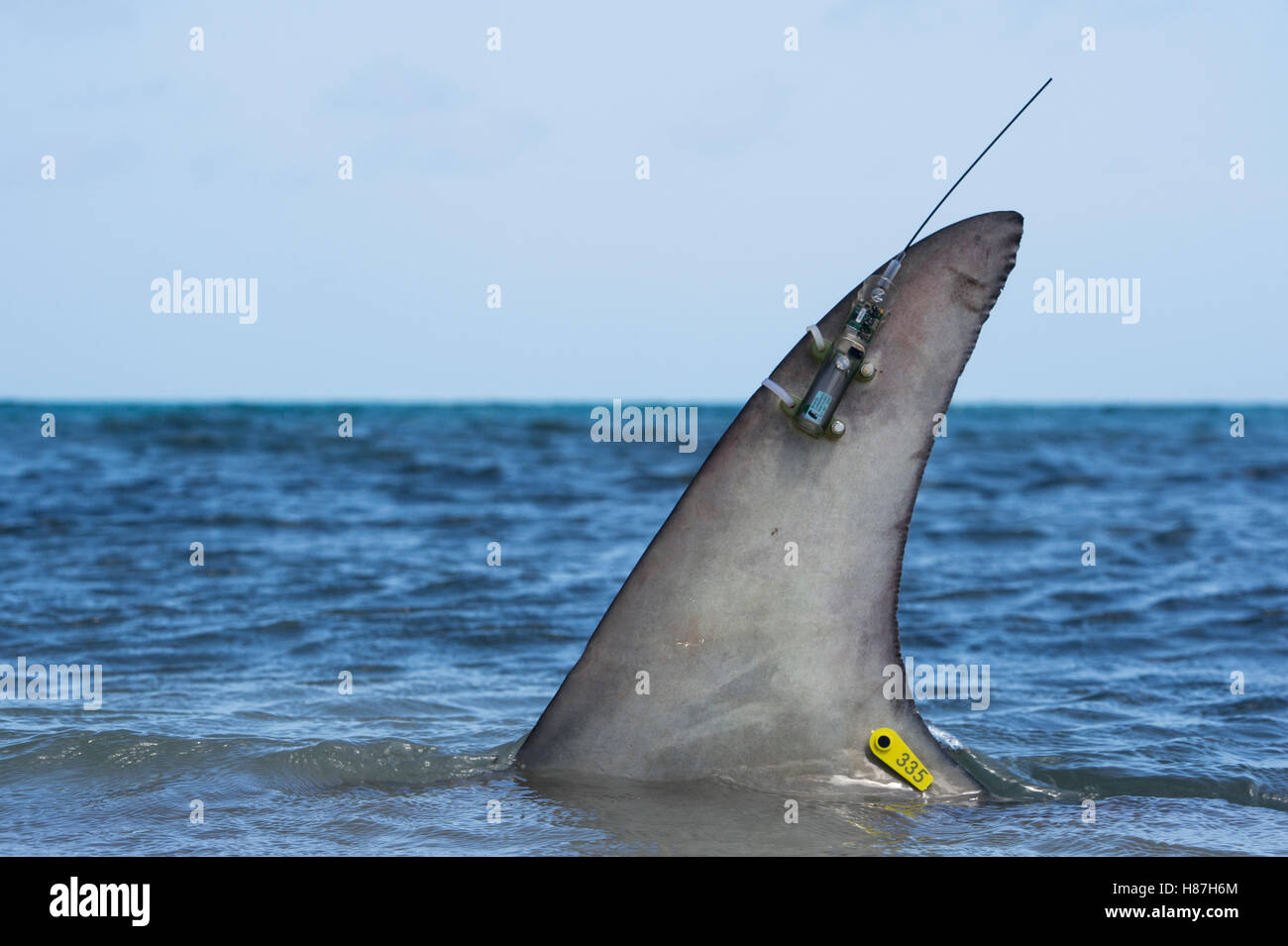 Great Hammerhead Shark (Sphyrna mokarran) dorsal fin with satellite